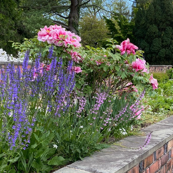 Meet your Posher, Suzanne - Picture 1 of 1